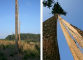 Strom zasažený bleskem nedaleko vrchu Vysoký Grúň